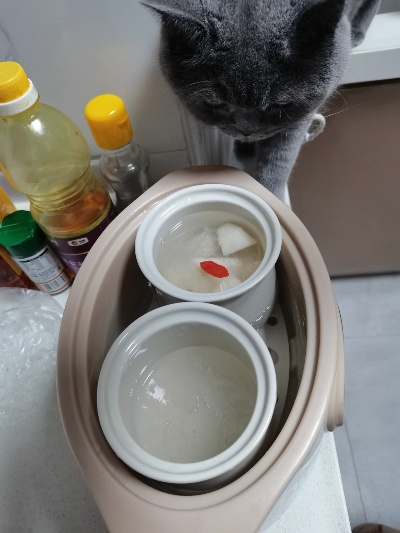 燕窝里的猫长什么样