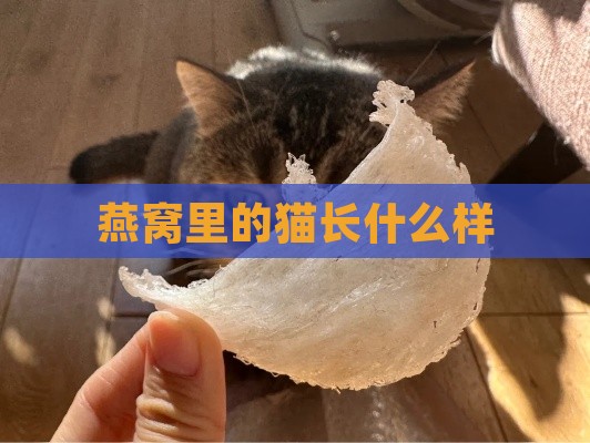 燕窝里的猫长什么样