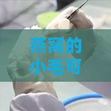 燕窝的小毛可以吃吗-燕窝的小毛可以吃吗有吗