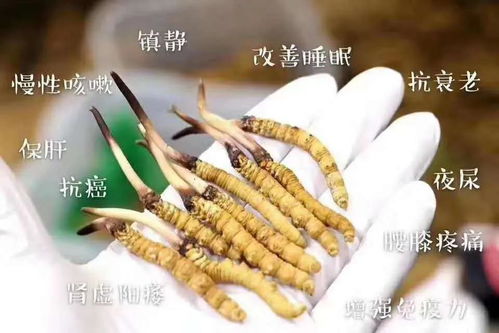 揭秘燕窝中的花胶奥秘：全面解析花胶与燕窝的区别、功效及食用方法