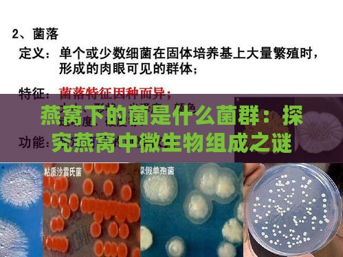 燕窝下的菌是什么菌群：探究燕窝中微生物组成之谜