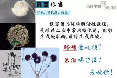 燕窝下的菌是什么菌群：探究燕窝中微生物组成之谜