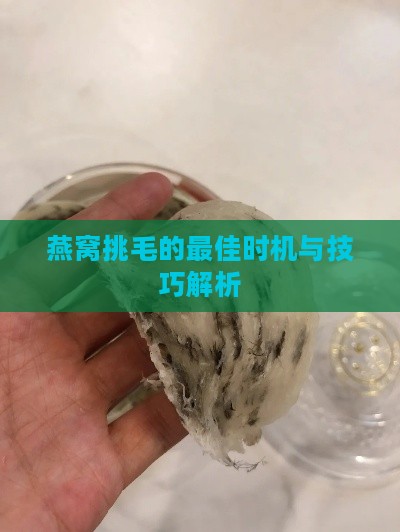 燕窝挑毛的更佳时机与技巧解析