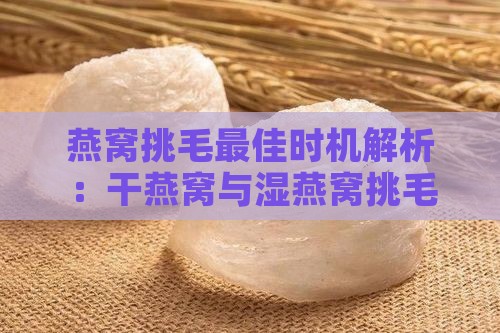 燕窝挑毛更佳时机解析：干燕窝与湿燕窝挑毛方法及注意事项