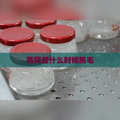 燕窝是什么时候挑毛