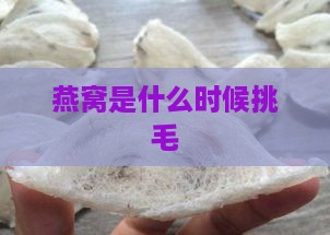 燕窝是什么时候挑毛