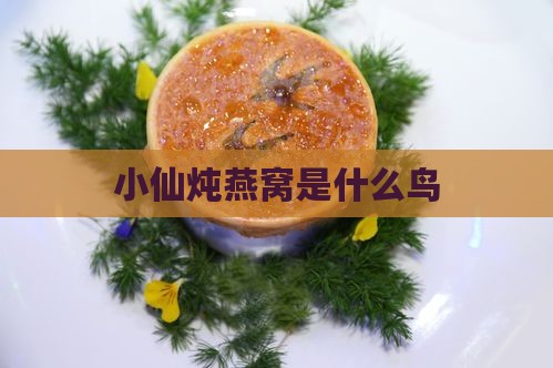 小仙炖燕窝是什么鸟