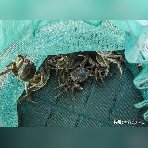 炖燕窝时选择更佳水质：全方位解析不同水质的适用性与影响