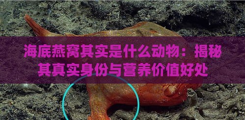 海底燕窝其实是什么动物：揭秘其真实身份与营养价值好处