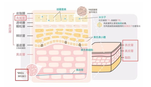 揭秘燕窝表面亮晶晶物质：成分、成因及食用安全性分析