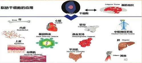 揭秘燕窝表面亮晶晶物质：成分、成因及食用安全性分析