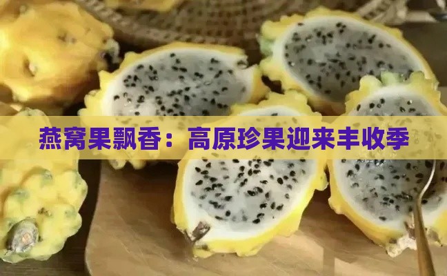 燕窝果飘香：高原珍果迎来丰收季