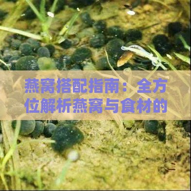 燕窝搭配指南：全方位解析燕窝与食材的更佳搭配方法