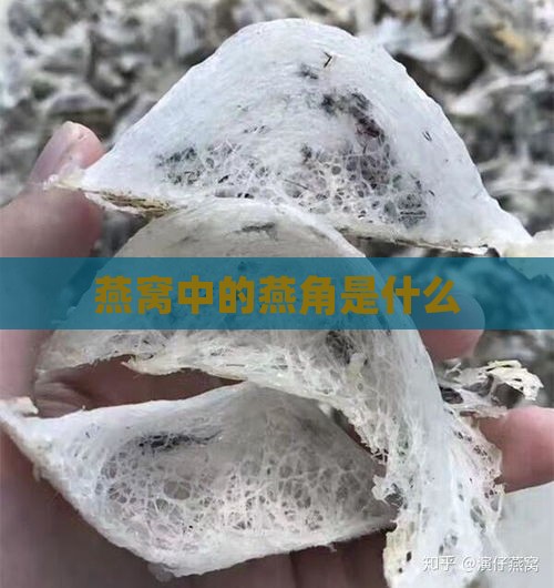 燕窝中的燕角是什么