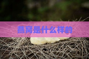 燕窝是什么样的