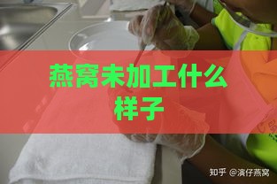 燕窝未加工什么样子