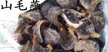 燕窝未加工什么样子