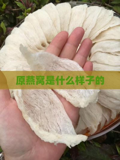 原燕窝是什么样子的