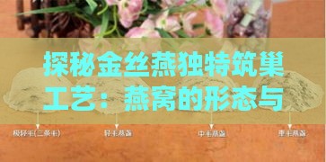 探秘金丝燕独特筑巢工艺：燕窝的形态与结构解析