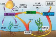 探究燕窝老酸现象的成因及解决方法：全面解析燕窝变质原因与保鲜技巧