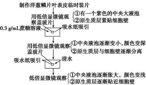 '探究燕窝变酸的奥秘及其原因分析'