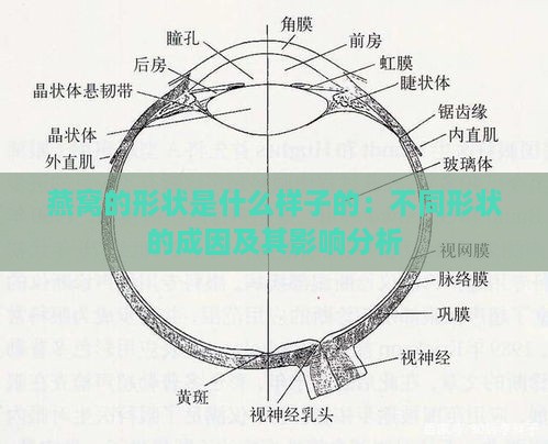 燕窝的形状是什么样子的：不同形状的成因及其影响分析