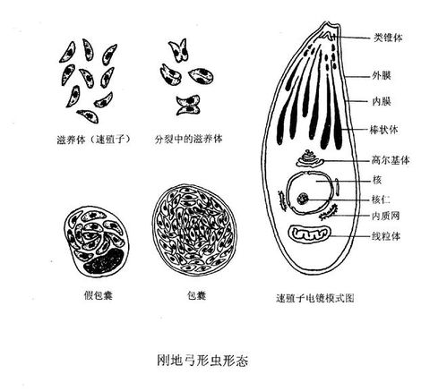 燕窝的形状是什么样子的：不同形状的成因及其影响分析