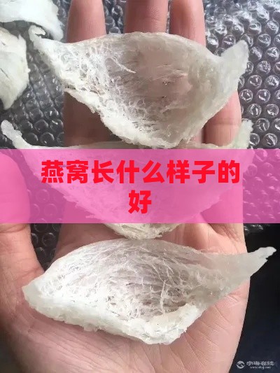 燕窝长什么样子的好