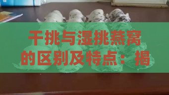 干挑与湿挑燕窝的区别及特点：揭秘燕窝挑选的秘密