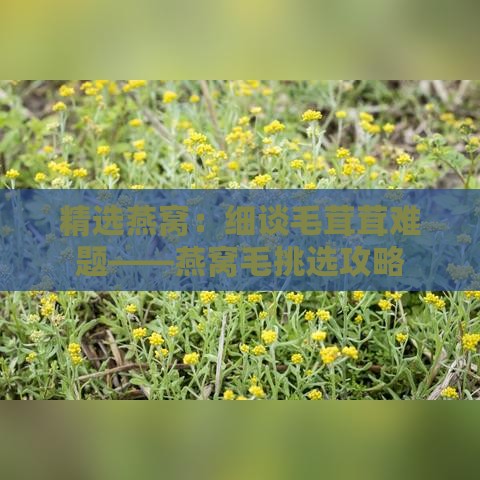 精选燕窝：细谈毛茸茸难题——燕窝毛挑选攻略