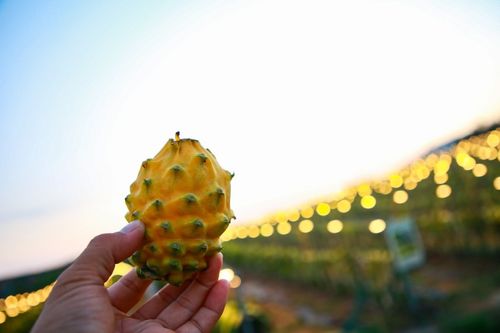 燕窝果种植中常用的病虫害防治药剂选择与实践