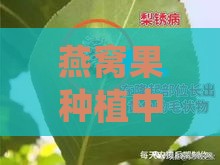 燕窝果种植中常用的病虫害防治药剂选择与实践