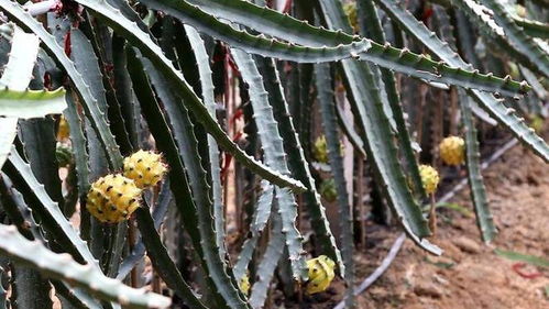 燕窝果种植中常用的病虫害防治药剂选择与实践