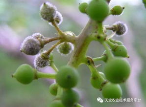 燕窝果种植中常用的病虫害防治药剂选择与实践