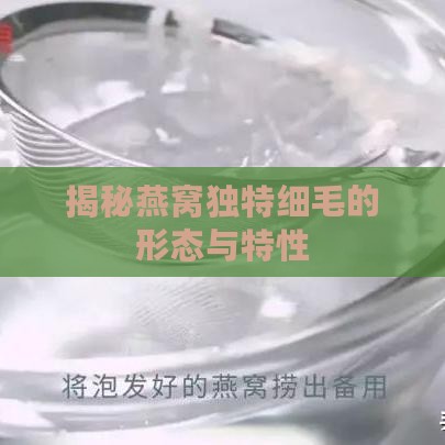 揭秘燕窝独特细毛的形态与特性