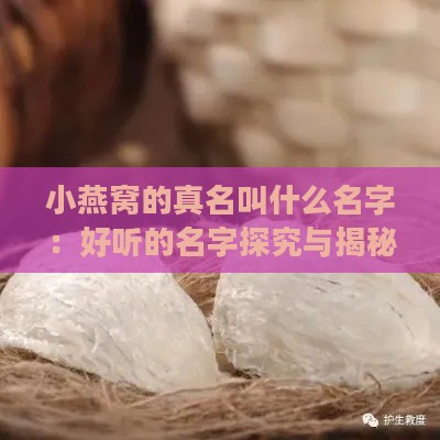 小燕窝的真名叫什么名字：好听的名字探究与揭秘