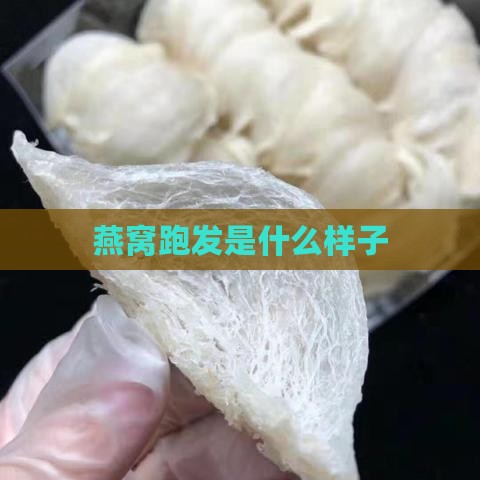 燕窝跑发是什么样子