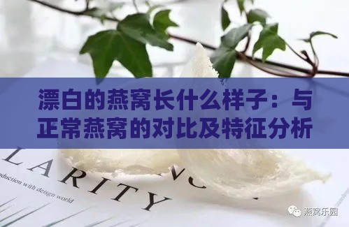 漂白的燕窝长什么样子：与正常燕窝的对比及特征分析