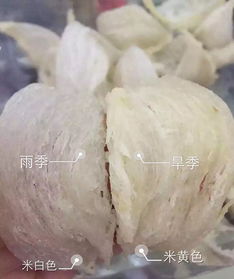 揭秘：经过漂白处理的燕窝外观特征解析