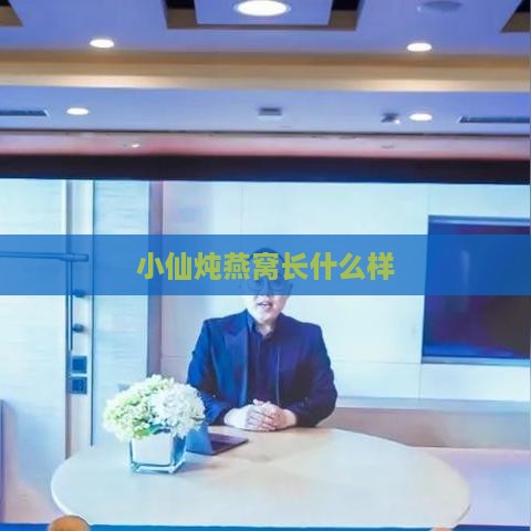 小仙炖燕窝长什么样