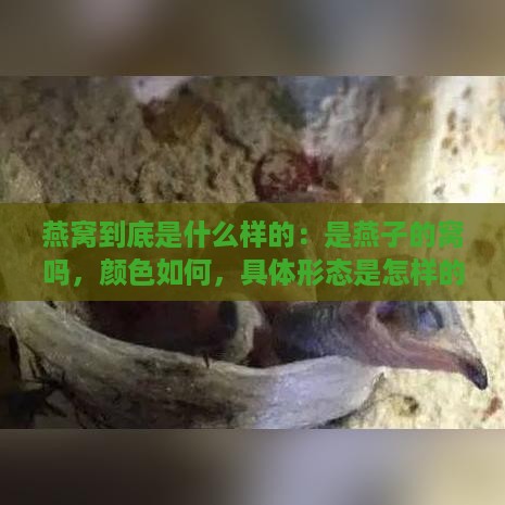 燕窝到底是什么样的：是燕子的窝吗，颜色如何，具体形态是怎样的？