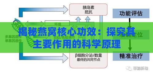 揭秘燕窝核心功效：探究其主要作用的科学原理