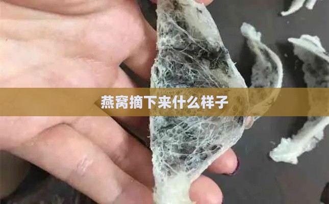 燕窝摘下来什么样子