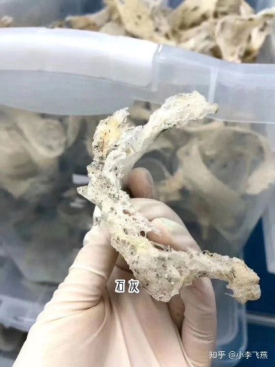 燕窝摘下来什么样子