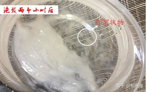 探讨燕窝加工中更佳刷胶物质选择与实践