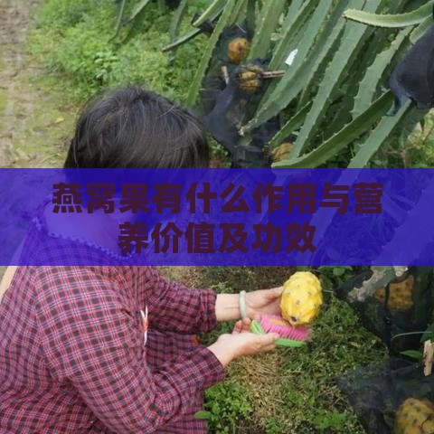 燕窝果有什么作用与营养价值及功效