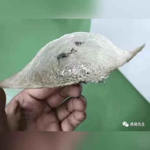 燕窝的囊丝是什么：形状与含义解析