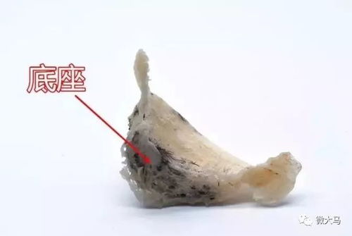 探究燕囊与燕窝的营养成分差异：燕囊营养价值是否等同于燕窝