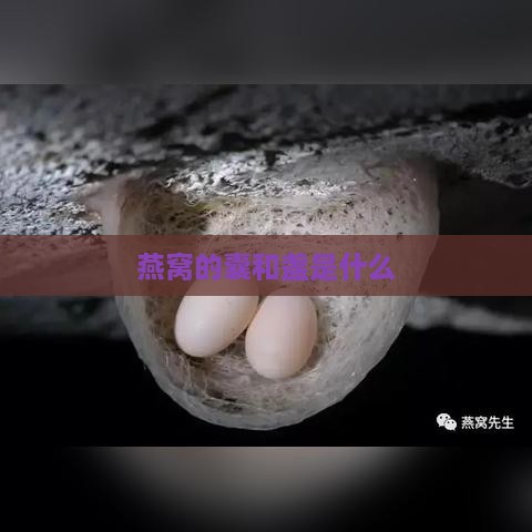 燕窝的囊和盏是什么