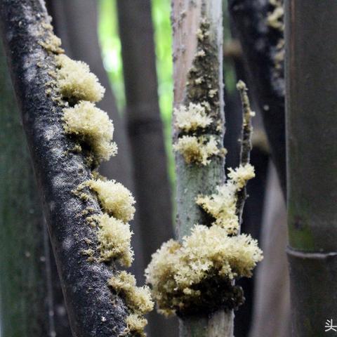 竹燕窝是什么东西做成的：揭秘其独特成分与制作原料